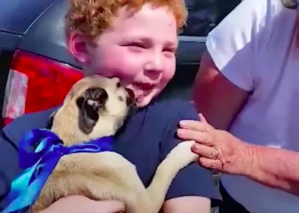 La adopción de Amelia: una carlino rescatada y la inmensa felicidad de su nuevo pequeño humano