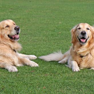 Ciertos comportamientos en perros -en Golden Retrievers- y en personas …