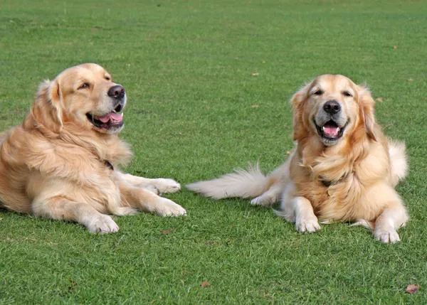 Ciertos comportamientos en perros -en Golden Retrievers- y en personas tienen un origen genético similar