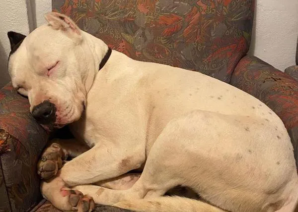 Un perro atropellado muere por no recibir cuidados en el Centro Municipal De Control De Zoonosis de Murcia