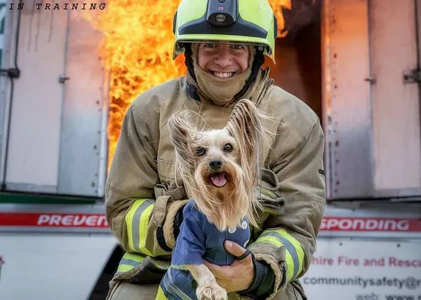 Un pequeño Yorkie 