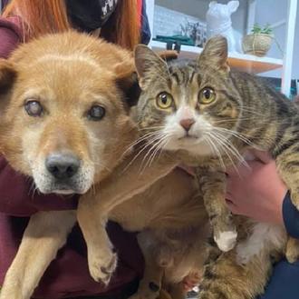 Un perro ciego de ocho años, adoptado junto con su …