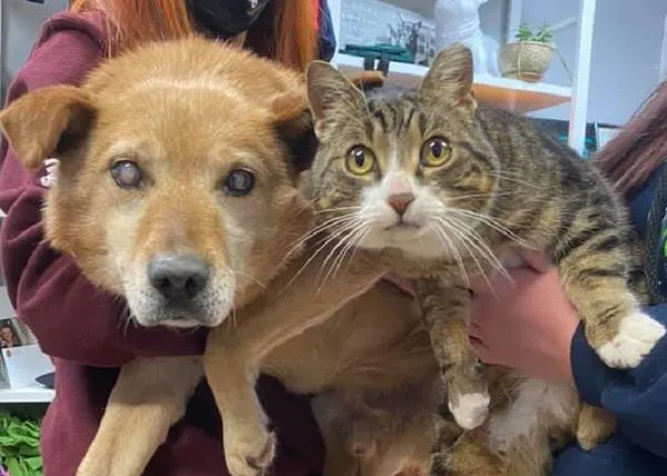 Un perro ciego de ocho años, adoptado junto con su amigo minino, su 