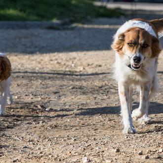 El carnet cívico para perros y el buen ciudadano canino …