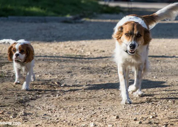 El carnet cívico para perros y el buen ciudadano canino: las iniciativas que 