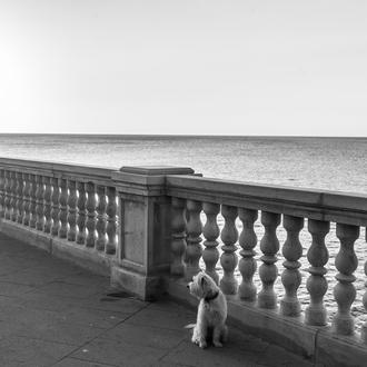 Hasta 750 euros por pasear con un perro por las …