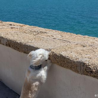 Luz verde para la playa canina de Cádiz en el …
