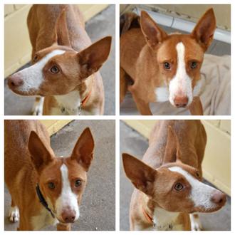 ¿Te has planteado alguna vez adoptar a un perro tímido …
