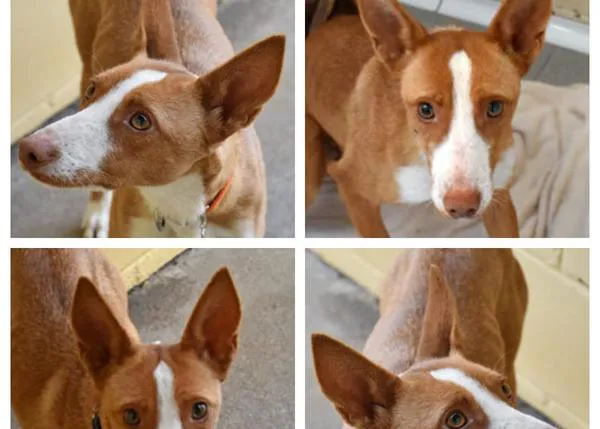 ¿Te has planteado alguna vez adoptar a un perro tímido? La historia (feliz) de Chavela