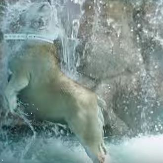 ¿Soñarán los perros con pasar un día en un spa …
