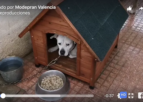 La protectora Modepran de Valencia está saturada: piden ayuda para evitar que los perros sigan calados y pasando frío