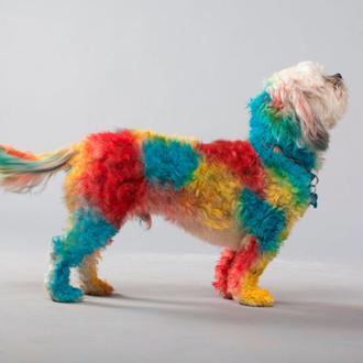 Extrañas modas perrunas: Pet Paint