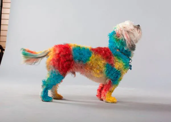 Extrañas modas perrunas: Pet Paint