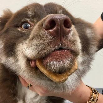 Los veterinarios advierten: ojo con los huesos huecos o en …