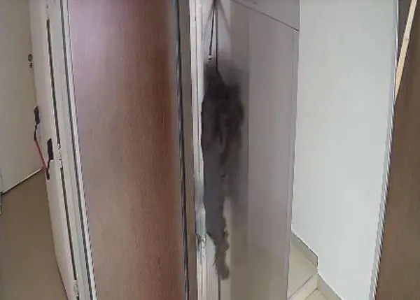 Tras salvar a un perro que casi muere cuando su correa se enganchó en el ascensor, crea una canción para explicar cómo hacer RCP