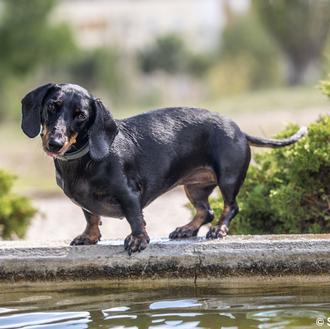 ¿Por qué giran los perros la cabeza cuando nos escuchan …