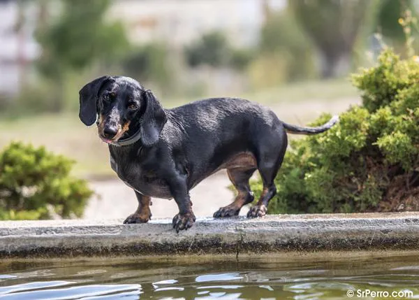 ¿Por qué giran los perros la cabeza cuando nos escuchan o cuando oyen algún sonido peculiar?