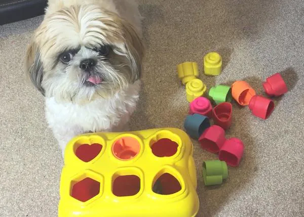 Perros (y otros animales) muy listos en acción: una buena razón para desmontar el 
