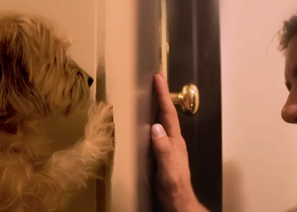 La balada de los padres perrunos: una canción de amor ideal para humanos con can y sentido del humor