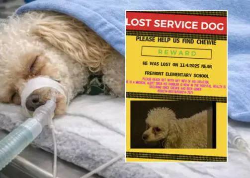 Mucho OJO: crece el uso de la IA para estafar a personas que han perdido a sus perros o gatos