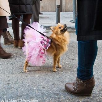 Concurso San Antón: comparte algún estilismo canino y consigue un …