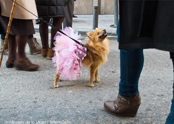 Concurso San Antón: comparte algún estilismo canino y consigue un collar de SrPerro
