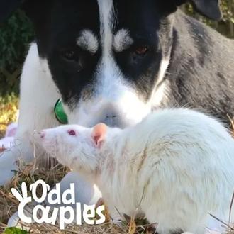 Amistades improbables pero del todo adorables: el perro y su …