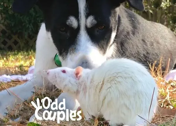 Amistades improbables pero del todo adorables: el perro y su 