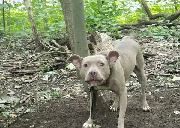 Así rescatan a una perra, aterrada, que había sido abandonada atada a un árbol en medio de un bosque