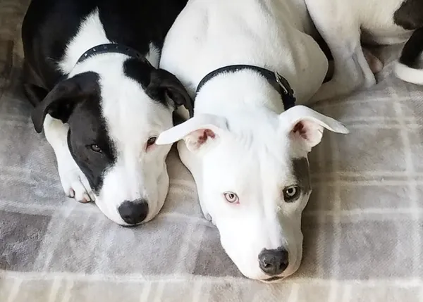 Un perro es devuelto a la protectora y logra reunirse con su hermano ¡al ser adoptado por la misma familia!