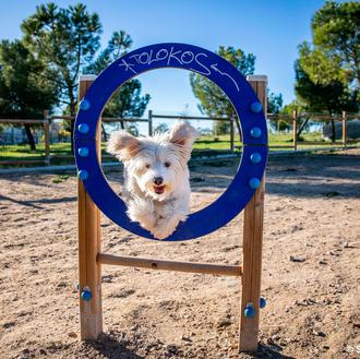 El curso para personas con perro de la Ley de …