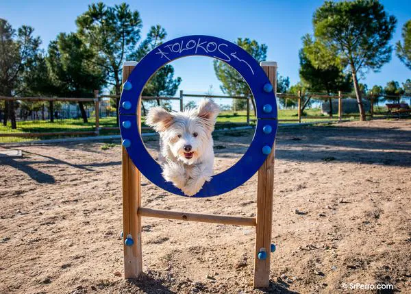 El curso para personas con perro de la Ley de Bienestar Animal y el test para perros grandes que sustituiría a la Ley PPP