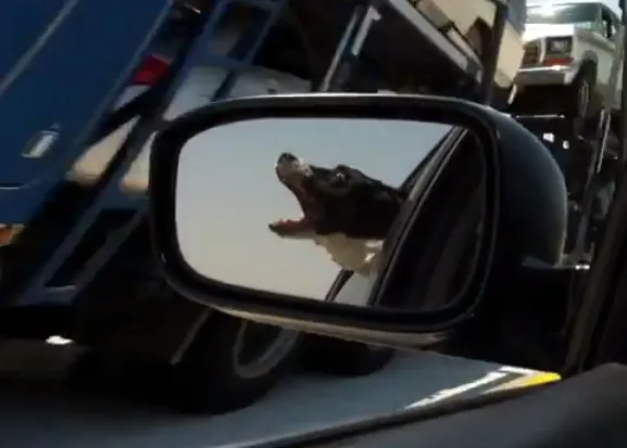 La peculiar afición de Abbie, una Border Collie: la caza del coche
