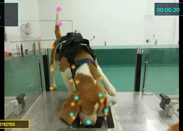 El olfato de los perros unido a la IA, así es cómo una empresa desarrolla una novedosa técnica para la detección temprana del cáncer