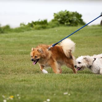 Los perros mestizos pequeños con problemas de comportamiento tienen más …