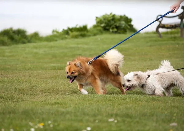 Los perros mestizos pequeños con problemas de comportamiento tienen más probabilidades de ser sacrificados siendo jóvenes
