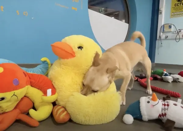 Felicidades contagiosas: los perros de una protectora eligen sus regalos de NaviDOG