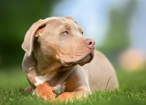 El Reino Unido anuncia que ampliarán la lista de perros prohibidos para incluir al American Bully XL