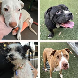 WeRateDogs crea una fundación para ayudar a perros en adopción …