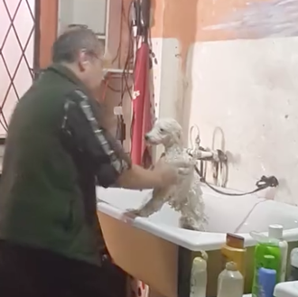 El genial baile de peluquero canino muy rumboso y solidario …