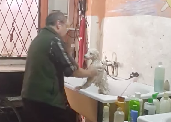 El genial baile de peluquero canino muy rumboso y solidario arrasa en redes sociales