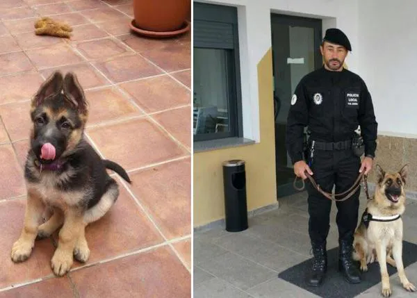 Conmovedora despedida a Boyra, agente K9 de la Policía Local de Villanueva de la Serena