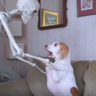 ¡Huesos a mí! El perro que no le temía al …