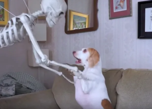 ¡Huesos a mí! El perro que no le temía al esqueleto de Halloween