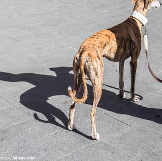 Claves de la nueva ordenanza de Tenencia de Animales en …
