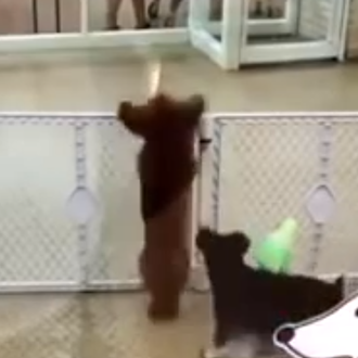 El baile más feliz, el 