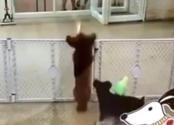 El baile más feliz, el 