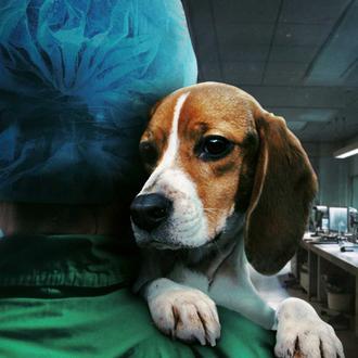El atroz caso de maltrato animal de Vivotecnia, el laboratorio …