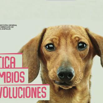 Con los animales, #NiCambiosNiDevoluciones: mensaje institucional contra el abandono de …