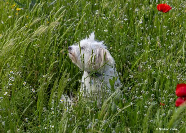 Los veterinarios de WSAVA ofrecen consejos de bienestar para que perros y gatos vivan más tiempo y con mejor salud